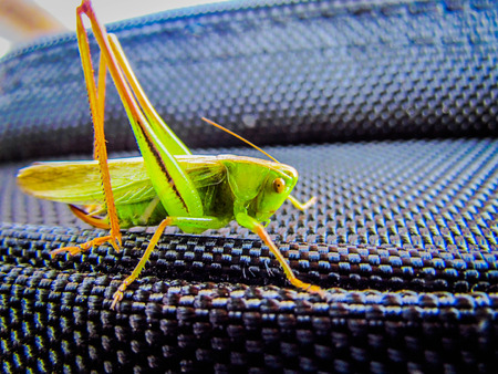 Green grasshopper standing stillの写真素材