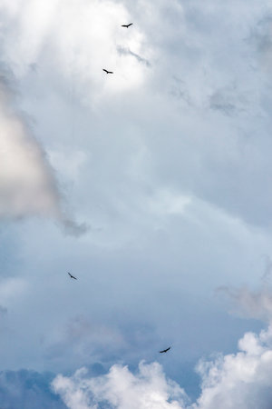flock of birds flying in the blue sky, beautiful photo digital pictureの写真素材