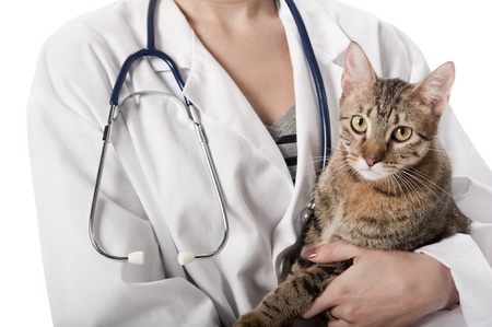 close-up of veterinarian holding cat isolated on whiteの写真素材