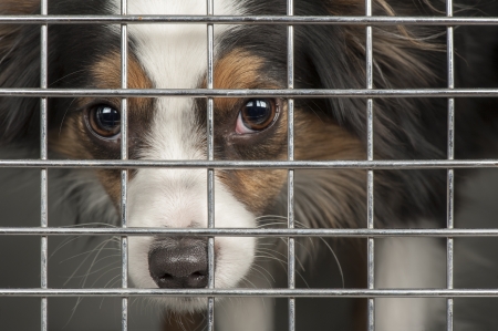 Closeup of a dog looking through the bars of a cage