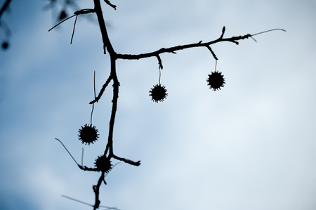 Silhouette of sweetgum balls hanging on a tree branch with a view to the skyの写真素材