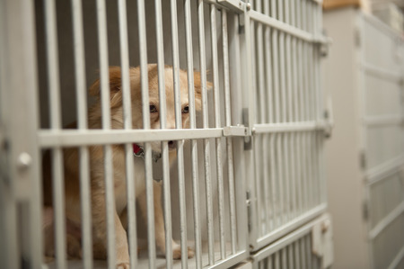 Little Chion dog sits behind the bars of a shelter cage