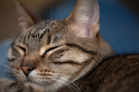 A closeup of a tabby cat face with its eyes closedの写真素材