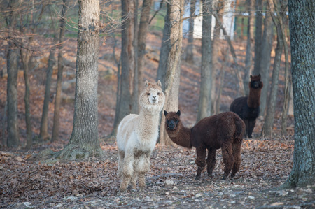 Lamas in the woodsの写真素材