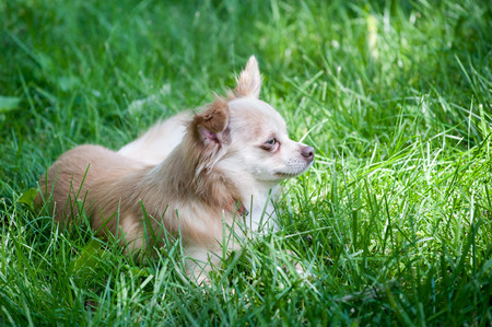 Small family pet dog chihuahua papillon mix lies contentedly in the tall grassの写真素材