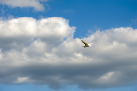 A white egret spreads its wings and flies across the sky with cloudsの写真素材