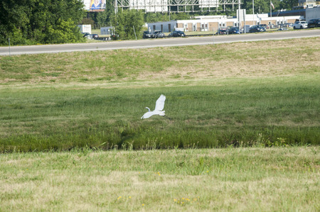 A beautiful white egret gracefully lands in a grassy oasis in the middle of a highway cloverleafの写真素材