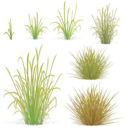 various tufts of grass and small plants bushes vector elements setのイラスト素材
