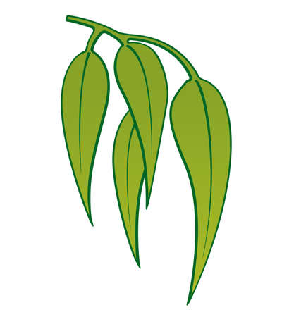 Simple stylised illustrated eucalyptus leaves or gum leaves vectorのイラスト素材