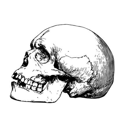 human skull ink print etching side view detailed vector illustration isolated on white backgroundのイラスト素材