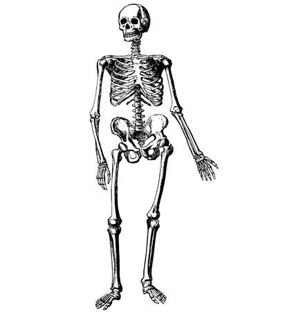 vintage human skeleton ink print etching side view detailed vector illustration isolated on white backgroundのイラスト素材