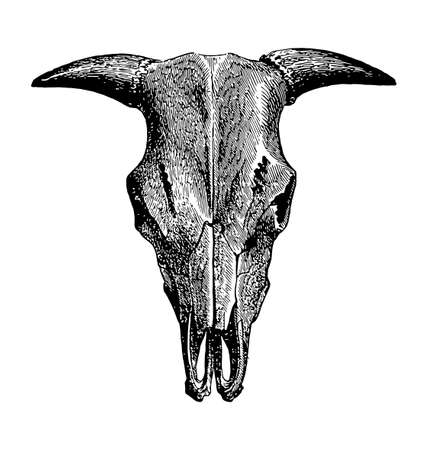 cattle bull cow skull ink print etching front view detailed vector illustration isolated on white backgroundのイラスト素材