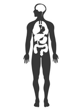 simple human anatomy form silhouette showing major organs vector isolated on white backgroundのイラスト素材