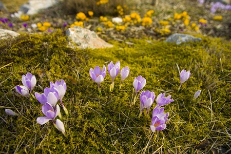 Several Purple Crocus with Yellow flowers in the background
