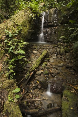 A fallen tree leads up to a softly flowing waterfall amidst a lush rainforest