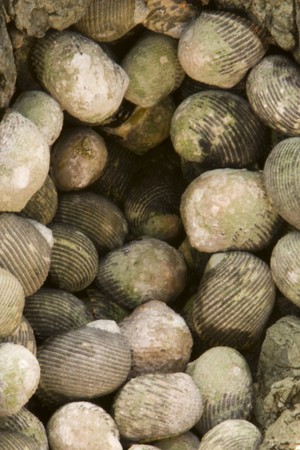Nerita scabricosta Lamarck, Rough - ribbed Nerite bunched togetherの写真素材