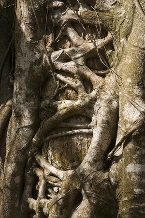 A tangle of roots on a tree