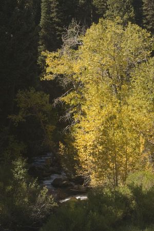 Yellow fall colored trees are light up next to a flowing mountain river.の写真素材