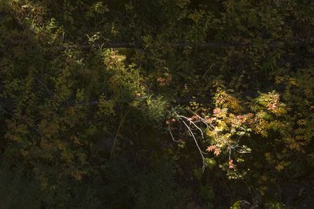 Single beam of light in a darkened forest illuminates bright colored fall leaves. の写真素材