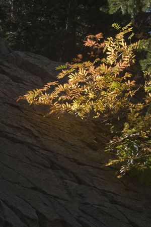 Autumn colors, hit by sunlight, stand out in a dark forestの写真素材