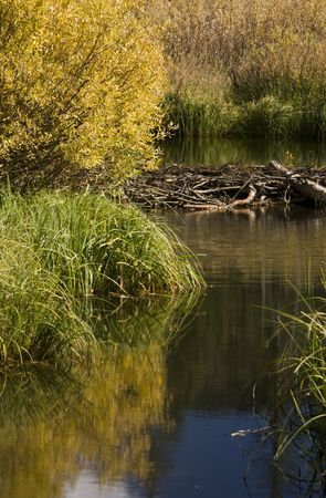Beaver dam on a stream with fall colored plants reflecting off the water surface.の写真素材