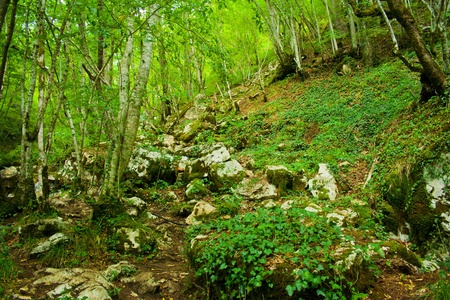 Montenegrian forest viewの写真素材