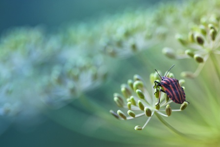 Red striped bug sitting on the dillの写真素材