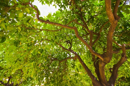 Orange tree with young orangesの写真素材