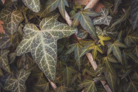 Ivy on a brick wall. Evergreen. The landscaping of the yard. Ecology.の写真素材