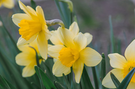 Flowers yellow daffodils in the flower bed.