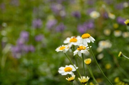 Field flowers in the mountains. Chamomile close-up. There's a fly on one of the daisies. Beautiful nature.の写真素材