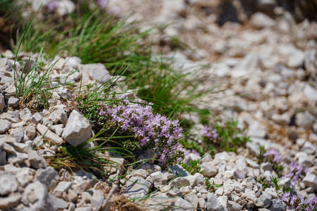 Thymus on a mountain slope. Beautiful lilac flowers.の写真素材