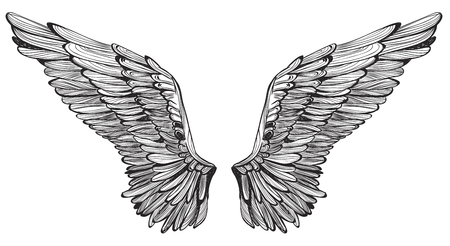 Wings feather. Vintage hand drawn vector illustration.のイラスト素材