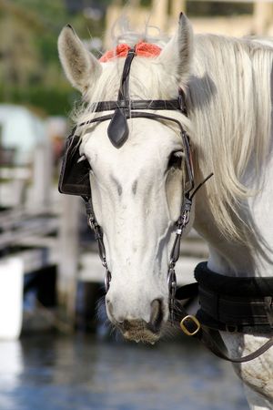 A horses headの写真素材