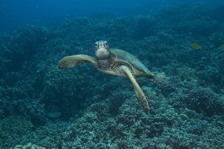 Hawaiian Green Sea Turtle
