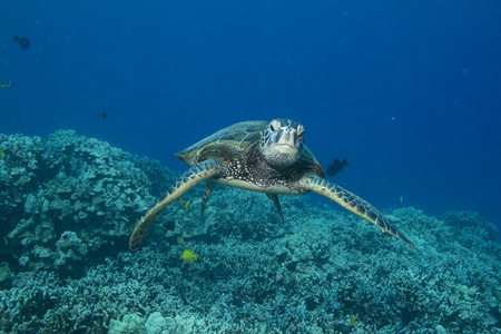 Hawaiian Green Sea Turtleの写真素材
