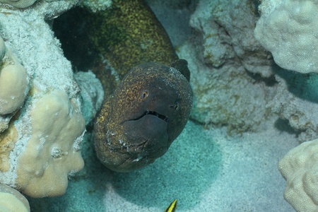 Yellow Margin Moray Eelの写真素材
