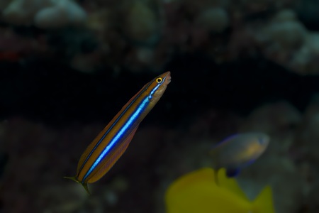 Ewa Fang Blennyの写真素材