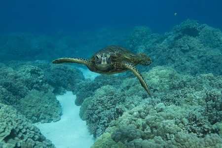 Hawaiian Green Sea Turtleの写真素材