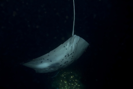 Manta Ray