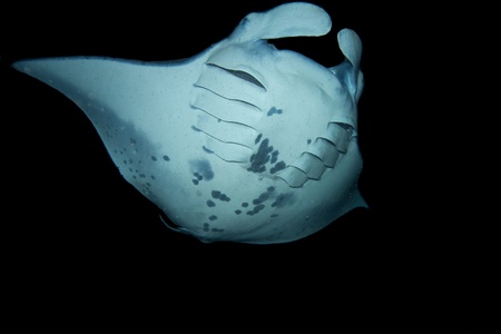 Manta Rayの写真素材