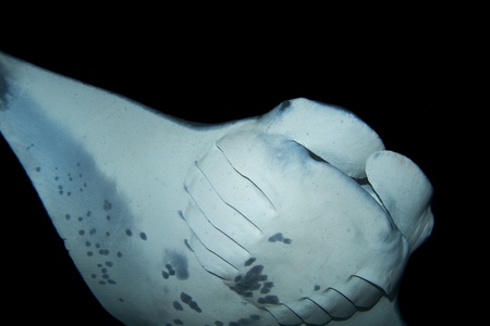 Manta Rayの写真素材