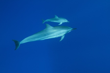 Hawaiian Spinner Dolphin