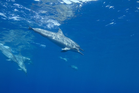 Hawaiian Spinner Dolphin