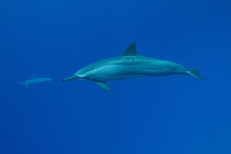 Hawaiian Spinner Dolphinの写真素材