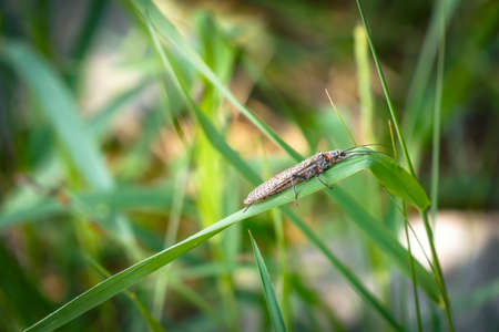 bugs and reptiles
