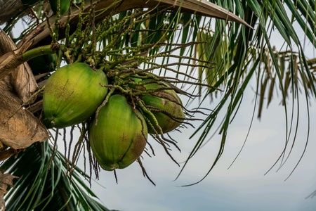 Coconut familyの素材