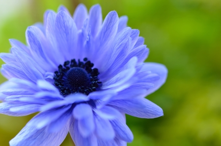 anemoneの写真素材