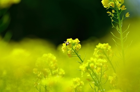 Rape blossoms
