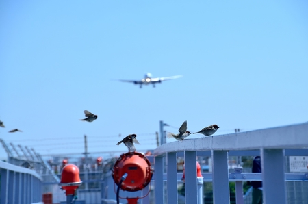 blurry aeroplan landing on the backgroundの写真素材